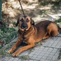 Elenia - sehr menschenbezogen + sozial..., Hündin zur Adoption