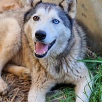 Pablo sucht ein Zuhause, Hund zur Adoption
