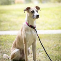 Bonnie - tolle sportliche Hündin, Hündin zur Adoption