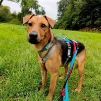 Felipe -Kleiner Herzenshund sucht sein Für-immer-Zuhause!, Hund zur Adoption