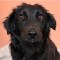 Mogli sucht seine Menschen, Hund zur Adoption