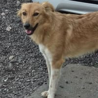 Lola wartet auf ihre Menschen, Hündin zur Adoption