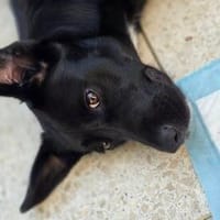 Lustige und charmante Mura sucht ihr Glück, Hündin zur Adoption