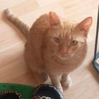Amelie ~1 Jahr sucht ihr Zuhause, Katze zur Adoption