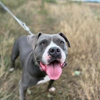 Rita - bereit für ein neues Leben - PLZ 39291, Hündin zur Adoption