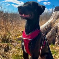 Zurückhaltende Milly, Hündin zur Adoption