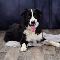 ARKANI - freundlich, sanft und aktiv, Hund zur Adoption