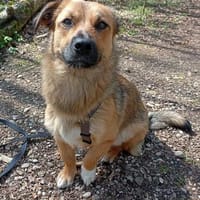 Bülent auf PS in 81249 München, Hund zur Adoption