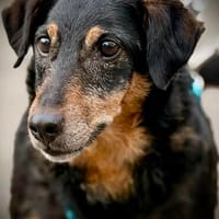 SKIBBY  Senior mit großem Kuschelbedürfnis, Hund zur Adoption