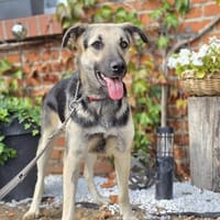 🐾 Poline  eine liebe Hündin, Hündin zur Adoption