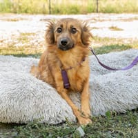 Hazel sucht liebevolle Familie..., Hündin zur Adoption