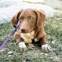 Debby sucht ihren Lebensplatz.., Hündin zur Adoption