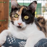 Torrija - Kleine Katze, großes Herz, ganz viel Lebensfreude, Katze zur Adoption