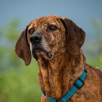 Lebensfroher Shaggy sucht seinen Jackpot!, Hund zur Adoption