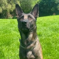Brownie braucht Auslastung, Hündin zur Adoption