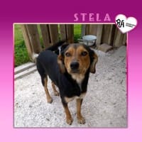 💟 STELA - GIBT ES EINE FAMILIE FÜR MICH, Hündin zur Adoption