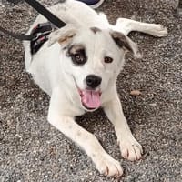 Coco auf Pflegestelle in Krefeld, Hündin zur Adoption