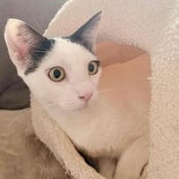 Paul, kleiner Abenteurerkater, ca. 1 Jahr, Kater zur Adoption