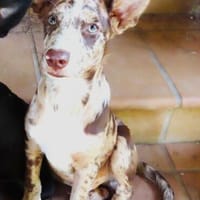 Bora-Bora - möchte Ihr Herz erobern, Hund zur Adoption