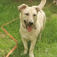 Herr Sander wartet auf dich, Hund zur Adoption
