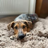 Gunni auf Pflegestelle in Kamen, Hund zur Adoption