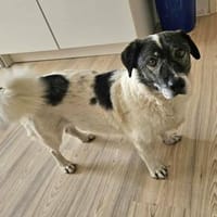 Mikruli, auf PS, klein, ruhig und lieb sucht seine Fam., Hund zur Adoption