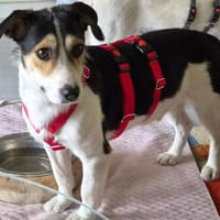 Baldur erobert DEIN Herz sofort!, Hund zur Adoption