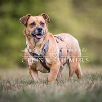 Lisa sucht dringend liebevolles Zuhause, Hündin zur Adoption