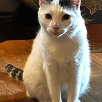Chionoula, zuckersüße Katzendame, ca. 3 Jahre, Katze zur Adoption