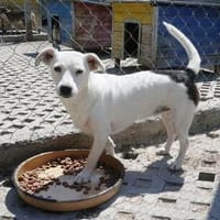 Bjarta ist so süß, offen, sozial und lustig!, Hündin zur Adoption