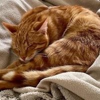 Frapas, liebenswerter Sonnenschein, Kater zur Adoption