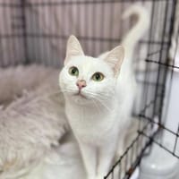 Copita de Nieve sucht neues Zuhause, Katze zur Adoption