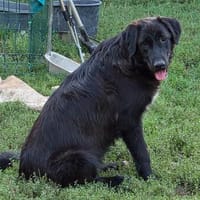 Berry, schwarze Schönheit sucht Zuhause, Hündin zur Adoption