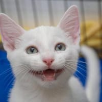 Marmol- kleiner Wirbelwind sucht Zuhause, Kater zur Adoption