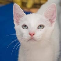 Marmol- kleiner Kuschelkater sucht Zuhause, Kater zur Adoption