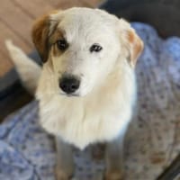 Vale 💛💛💛 kleiner Hundedame, Hündin zur Adoption