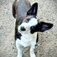 Kleine Zaubermaus, Hündin zur Adoption