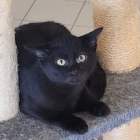 ARISTO, chat à adopter