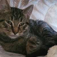 SAVANE, chat à adopter