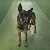 Maya, chienne à adopter