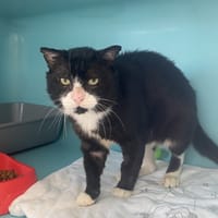 MUSHUK, chat à adopter