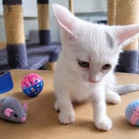 BONNIE, chatte à adopter