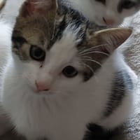 Boston, chat à adopter