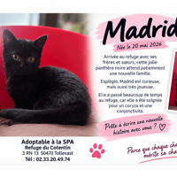 MADRID, chatte à adopter