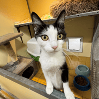 MARIE-CHRISTINE A17557, chatte à adopter