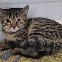 SIDNEY, chatte à adopter
