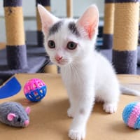 BUBBLE, chat à adopter
