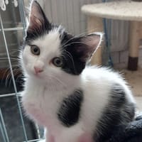 Barkhane, chatte à adopter