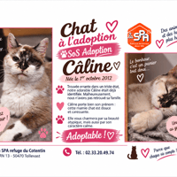 CALINE, chatte à adopter