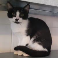KROKMOU, chat à adopter